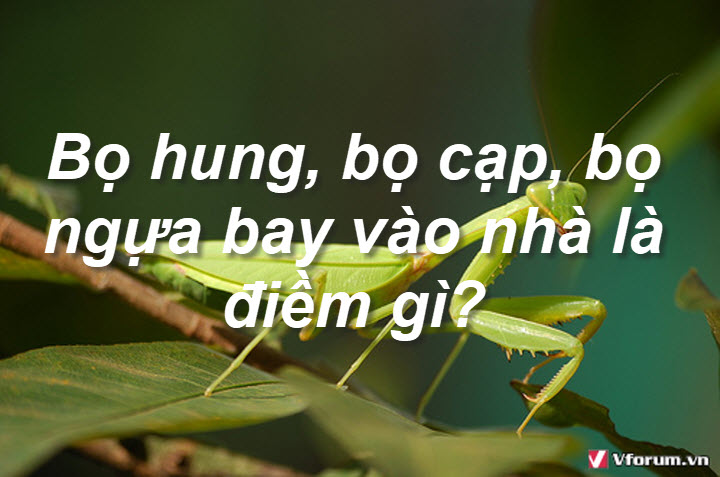 bọ ngựa vào nhà