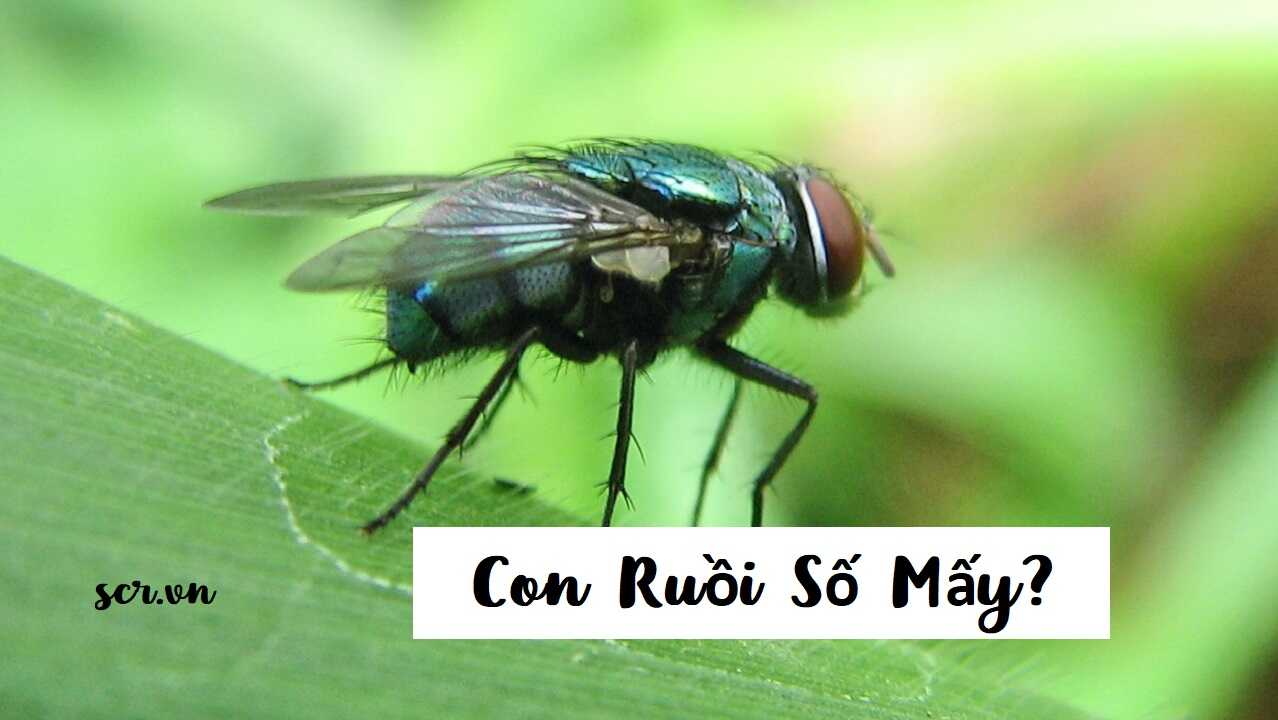 Con Ruồi Số Mấy, Đánh Con Gì ❤️️ Xem Sổ Mơ Con Ruồi